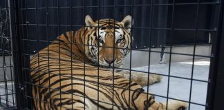 #MUNDO Circo Español retira sus números protagonizados por animales y los entrega a un centro de rescate