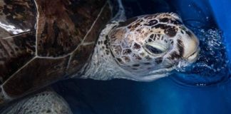 #ANTOFAGASTA Tortuga muere por enfermedad asociada al consumo de plástico