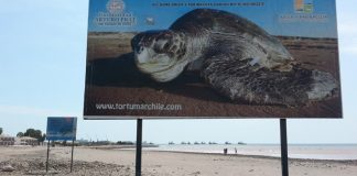 #ARICA Encuentran nueve tortugas marinas decapitadas en zona protegida de la capital regional