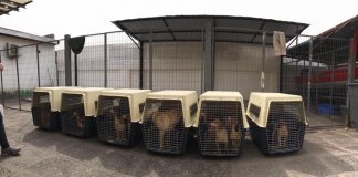 #SANTIAGO Providencia anunció acciones legales por abandono de 12 perros en un departamento