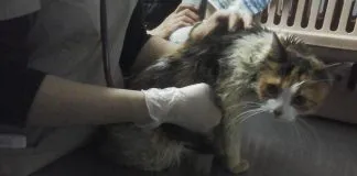 #SANTIAGO Rescataron a 11 gatitos que se encontraban viviendo precariamente en un departamento