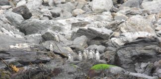 #BIOBIO Proyecto une a científicos de Chile y Alemania para estudio multidisciplinario de la sustentabilidad de recursos pesqueros del Ecosistema Marino de Humboldt