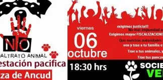 #LOSLAGOS Harán marcha pacífica para exigir justicia por Canito, perrito brutalmente maltratado en #Ancud