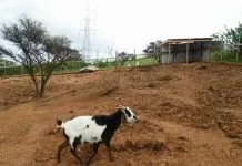 Todos podemos ayudar: ¡Ayuda al Santuario Clafira a pagar los 300 fardos que se solicitaron como alimento para los animales del lugar¡