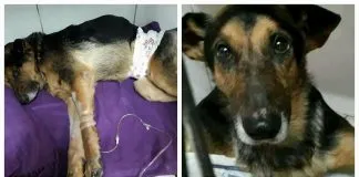 #SANTIAGO La historia de Thor, un perrito con columna fracturada que lucha por su recuperación