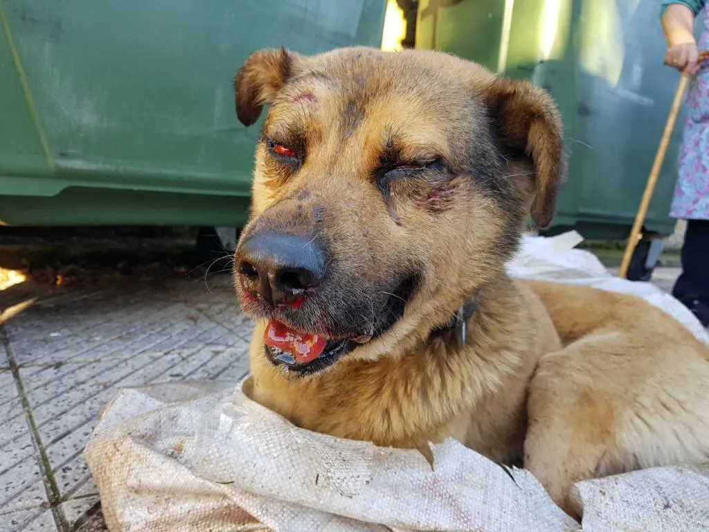 #MUNDO Hallan en un contenedor de Oviedo a un perro apaleado brutalmente metido en un saco