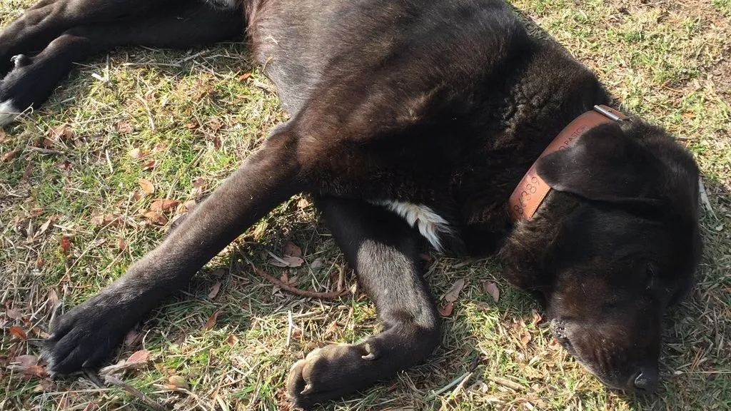 #TENDENCIAS Este perro estafador tiene una técnica irresistible para conseguir comida