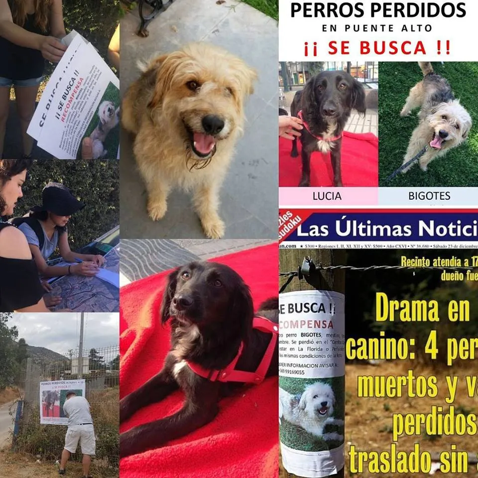 #SANTIAGO Harán nueva jornada de búsqueda de perros extraviados desde el Refugio de Rehabilitación Canina Trinidad