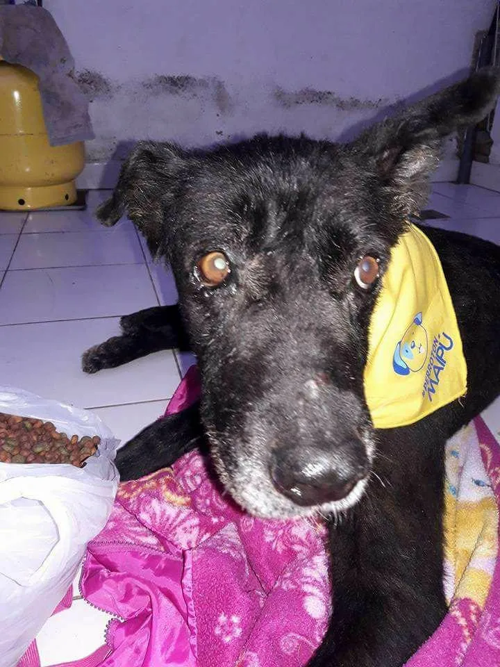 #SANTIAGO: Agrupación Adopta un Amigo busca ayuda para Cholito