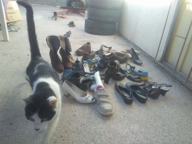 #ANTOFAGASTA Gatitos de Calama se roban un zapato y se lo llevan de regalo a trabajador que les da comida