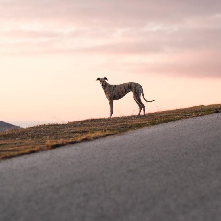 #TENDENCIAS Lanzan nuevo trailer del documental «Yo Galgo», que busca retratar la realidad de los galgos españoles