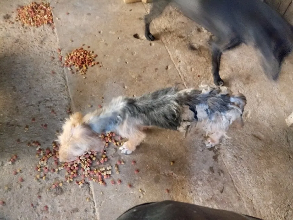 #SANTIAGO Piden con urgencia hogares temporales o definitivos para rescatar a perros que están sufriendo grave caso de maltrato animal