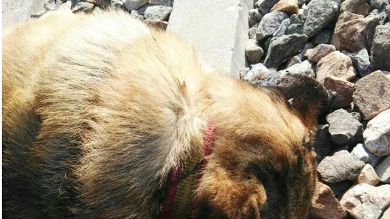 #ESPAÑA Aparecen 20 perros muertos que habían sido atados a las vías del tren en Sevilla