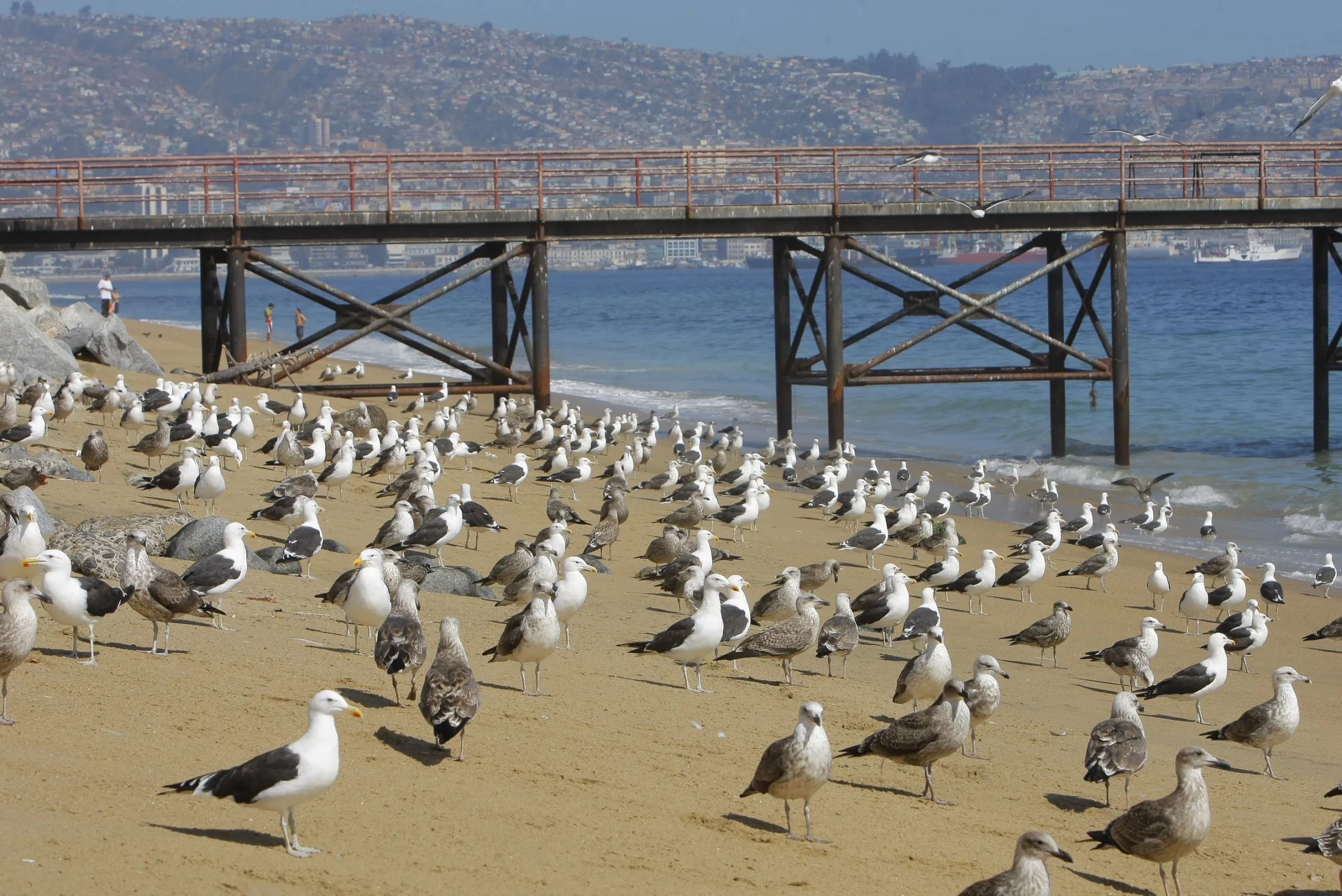 #MIRADANACIONAL ¿Cuántas gaviotas crees que hay en Chile?: Censo de aves acuáticas lo definirá