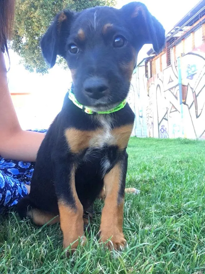 #EPADifunde Hermoso perrito rescatado busca un hogar