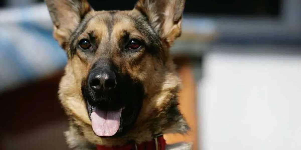#LOSLAGOS Perrita héroe en Osorno: frustró un robo y ahora está grave tras el ataque del antisocial