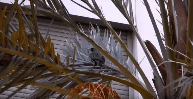 #ESPAÑA Elche prohíbe el uso de aves en las procesiones por causarles «sufrimiento»