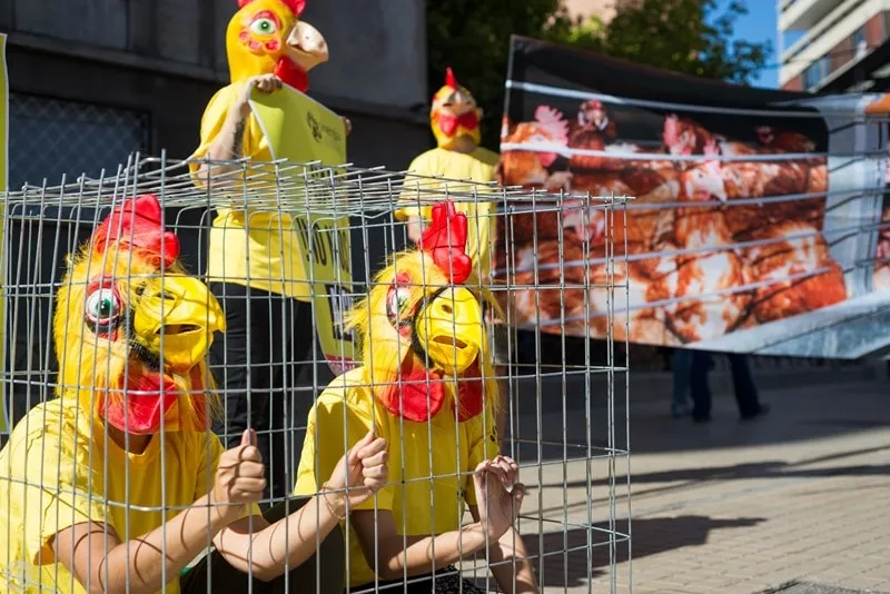 #SANTIAGO ONG internacional denuncia métodos anticuados de confinamiento animal usados en Chile