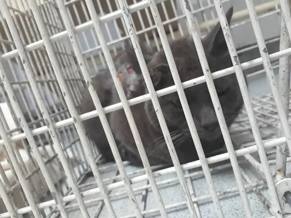 #SANTIAGO Piden ayuda para gatito rescatado en paupérrimas condiciones