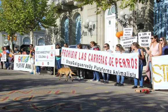 #URUGUAY Animalistas alzan su voz contra las competencias de galgos