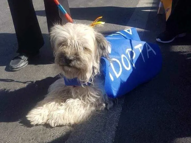 #ANTOFAGASTA Perrita fue amarrada con alambres a una silla y lanzada al alcantarillado en Calama
