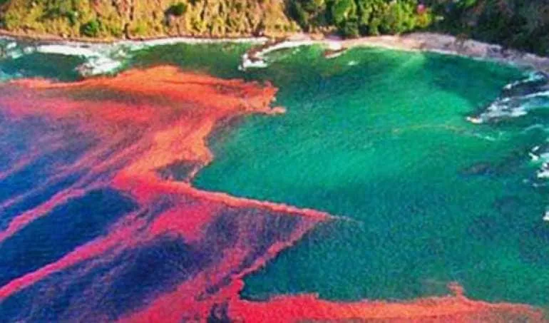 #TENDENCIAS Científicos diseñan sistema integral de observación y predicción de Marea Roja