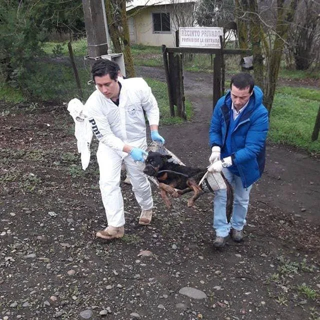 #BIOBIO Clausuran perrera en Chillán por maltrato animal