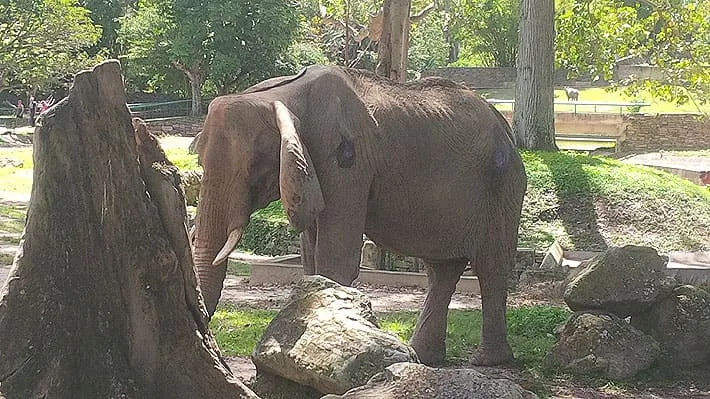 #VENEZUELA Elefanta Ruperta, símbolo del zoológico de Caracas, falleció a los 48 años