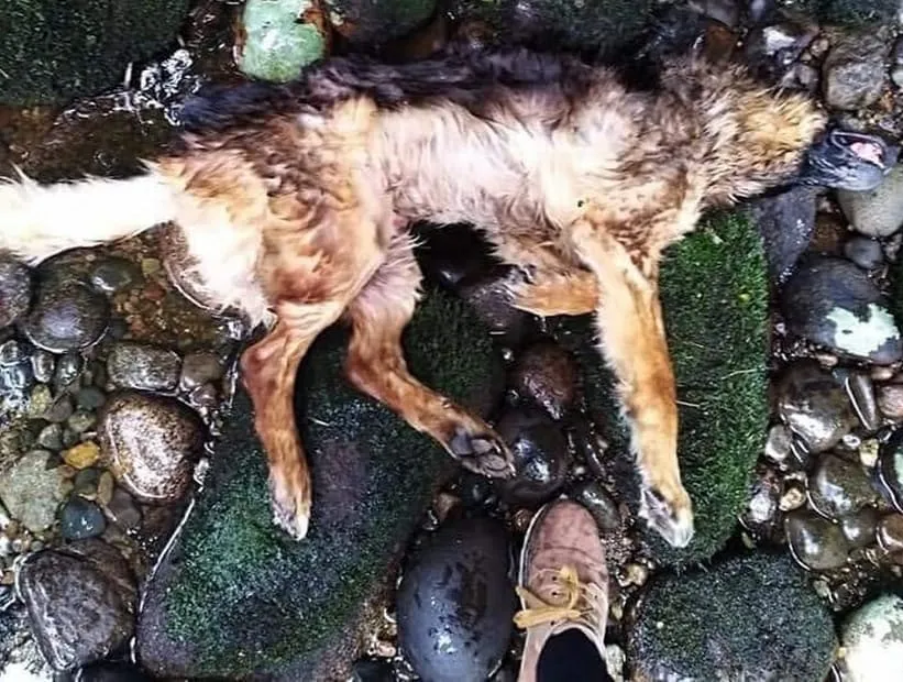 #LOSLAGOS Desconocidos matan y torturan a perros de raza en Puerto Montt