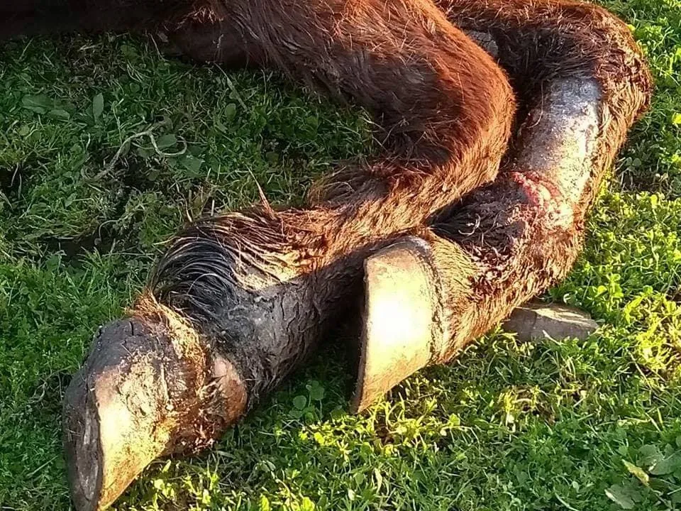 #MAULE Preocupación por futuro judicial de Ema, una yegua rescatada del maltrato animal que corre el riesgo de regresar con sus dueños