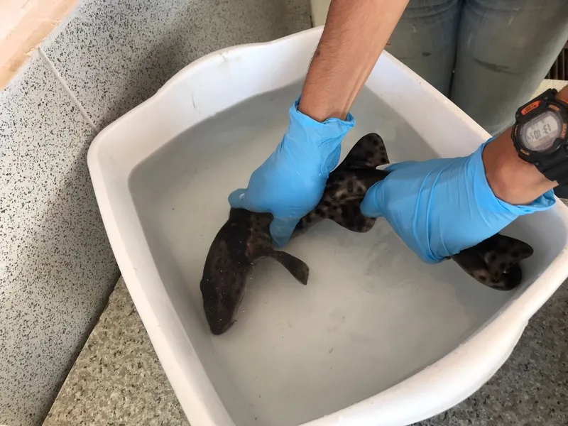 #BIOBIO Estudian la ecología trófica y el comportamiento del tiburón pintarroja en la costa de la región con técnicas no letales