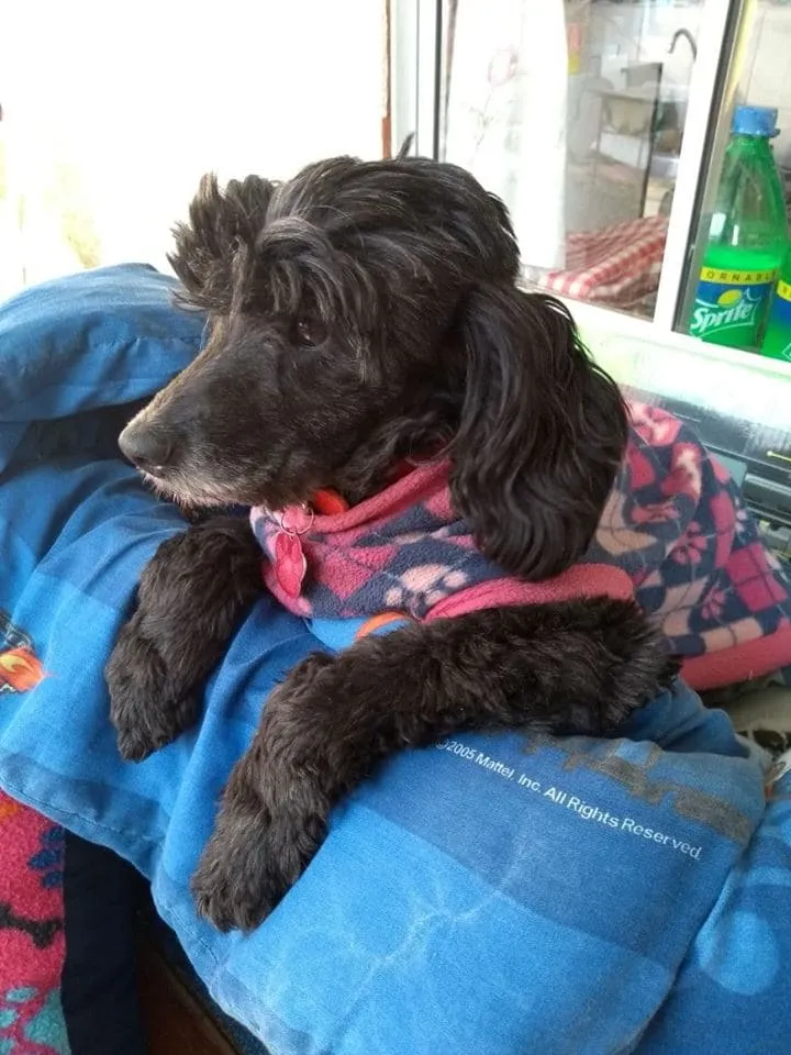 #EPAdifunde La historia de Niña, una perrita rescatada del #maltratoanimal que hoy busca un hogar