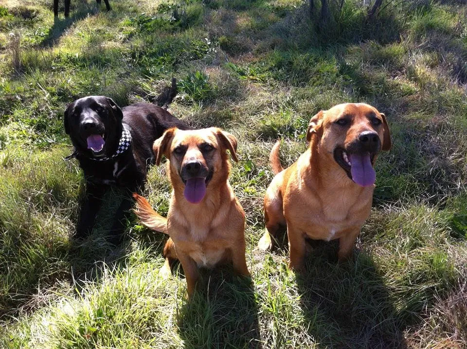#SANTIAGO ¡Ayúdalos a seguir ayudando a los perros al Refugio Mejores Amigos¡