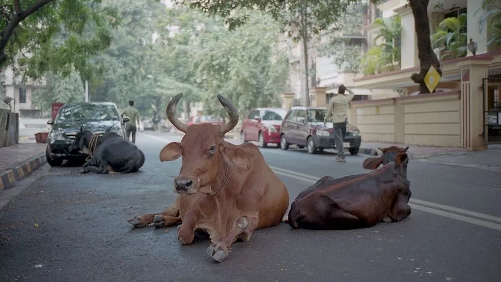 #PUNTOLEGAL Tribunal indio declara que todos los animales tienen los derechos de los humanos