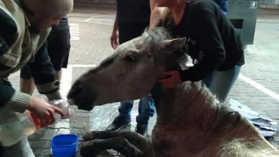 #ARGENTINA Vecinos salvaron a un caballo que se desplomó en la calle por el maltrato de sus dueños