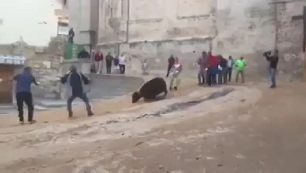 #ESPAÑA Gritos y llantos de dolor de una vaquilla enmaromada al intentar huir de un festejo en Cuenca