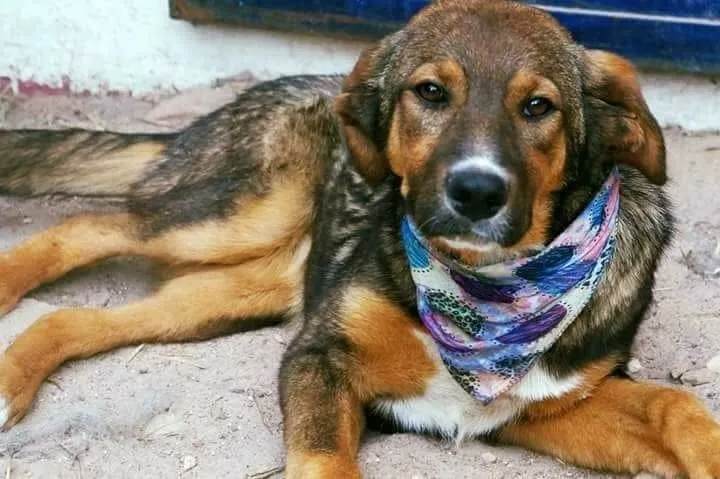 #EPADifunde La historia de Lobita, una perrita atropellada que hoy ya rehabilitada busca un hogar