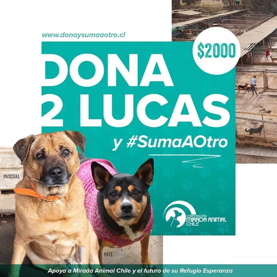#SANTIAGO Corporación Mirada Animal lanza campaña «dona y suma a otro» para poder comprar terreno del Refugio Esperanza