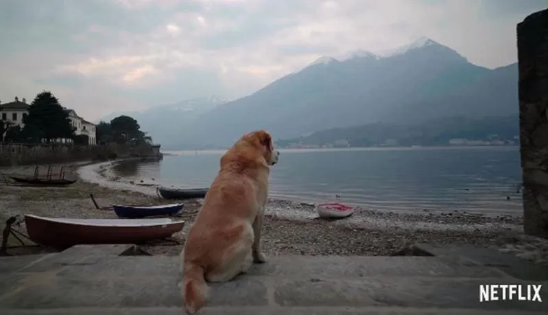 #TENDENCIAS Netflix estrena “Dogs”, una serie que muestra los lazos emocionales entre perros y humanos
