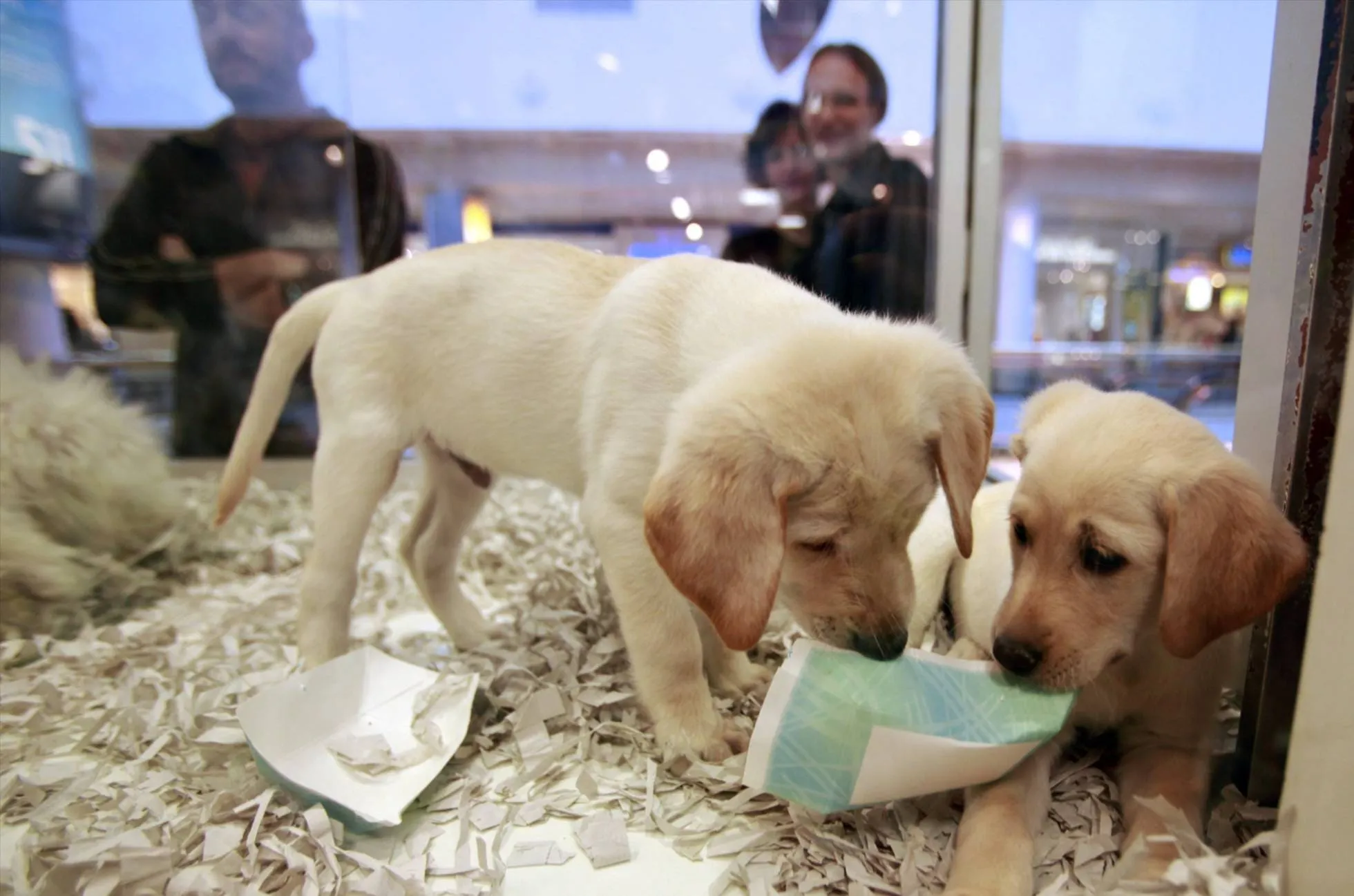 #MUNDO Reino Unido prohibe vender cachorros de perros y gatos en las tiendas