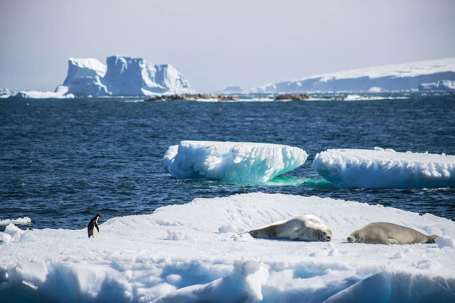 #MAGALLANES Chile y Argentina proponen una nueva Área Marina Protegida en la península Antártica