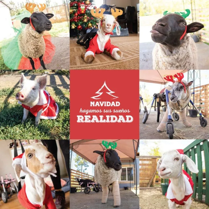#SANTIAGO Vive una Navidad con sentido, ayudando al Santuario Igualdad Interespecie