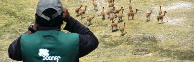 #ARICA Vicuñas registran buena natalidad pese a inusuales nevadas del 2018
