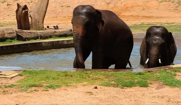 #MUNDO Animales muertos y frutas cocidas por dentro por ola de calor en Australia