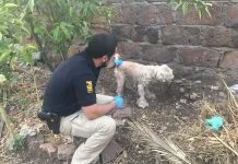 ¿Qué pasa con los animales incautados, luego de una denuncia de maltrato animal, en términos judiciales?