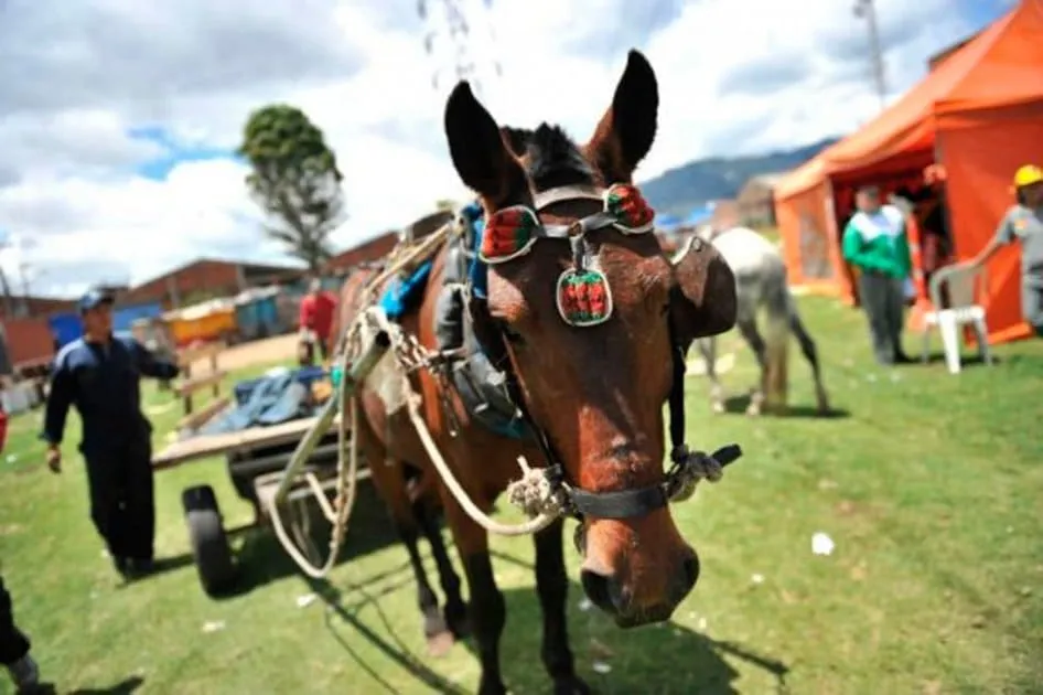 #COLOMBIA Se publica decreto que prohíbe los vehículos de tracción animal en Pasto
