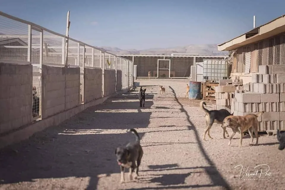 #ANTOFAGASTA Agrupación pro animal de #Calama pide apoyo para reparar caniles que se vieron afectados por las lluvias