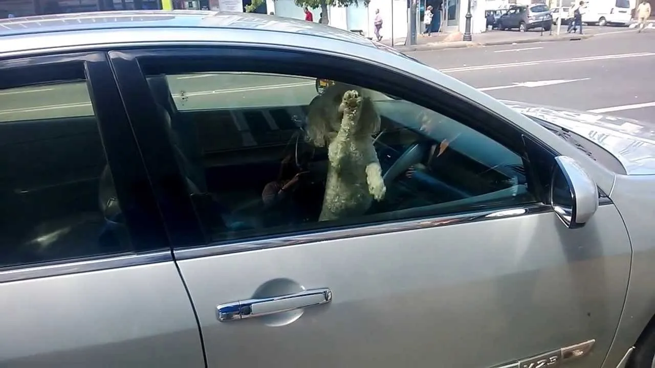 #COQUIMBO Multan a dos mujeres por dejar encerrados a sus perros en los vehículos por más de una hora