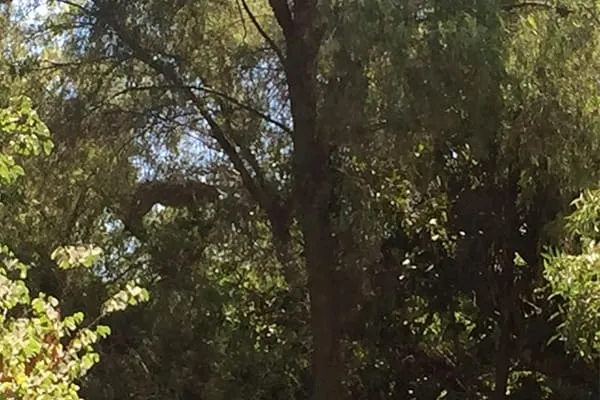 #SANTIAGO Puma se encuentra atrapado en un árbol de un condominio de Chicureo