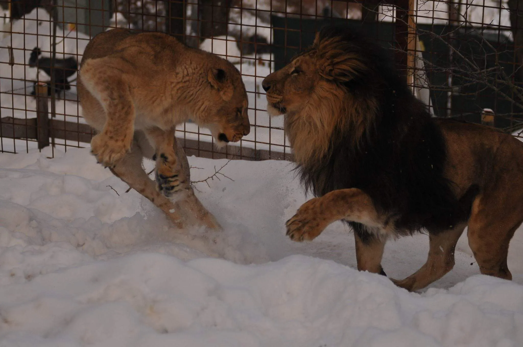 #REPÚBLICACHECA Matan a pareja de leones luego que uno de ellos atacara a la persona que los tenía como mascotas